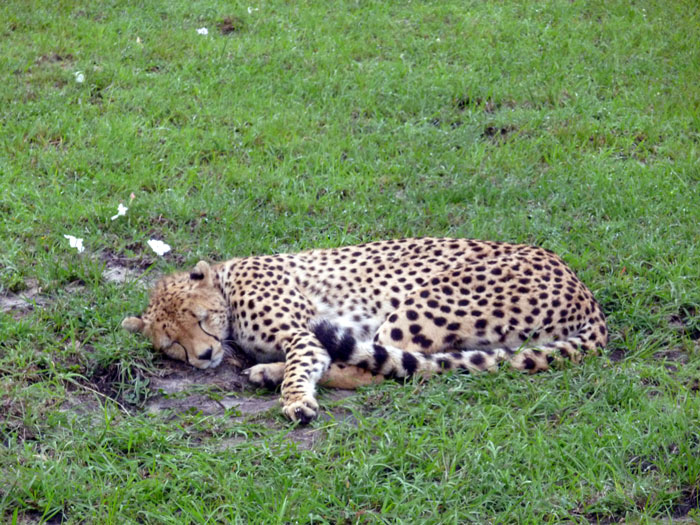 cheetah-maasai-mara