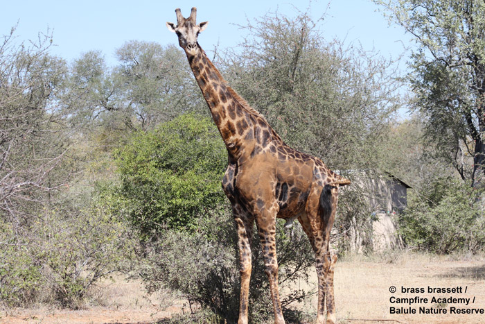 giraffe stands up
