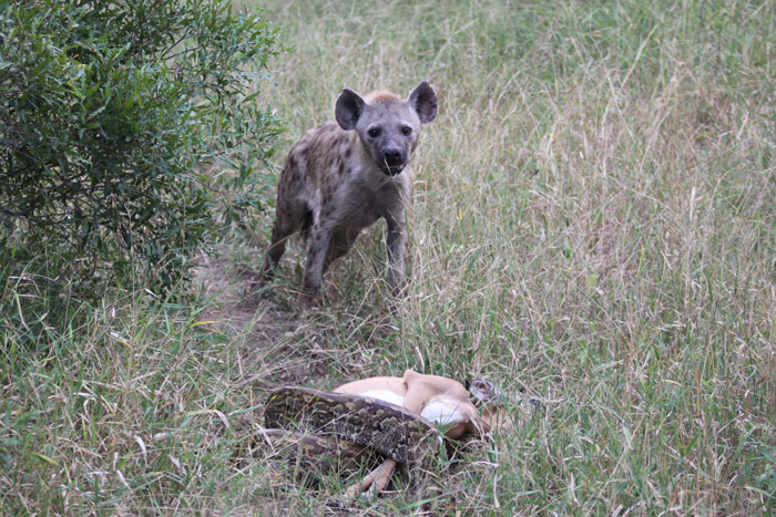http://africageographic.com/wp-content/uploads/2015/05/hyena-python-kill.jpg