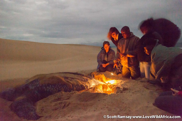 Watching a leatherback lay her eggs