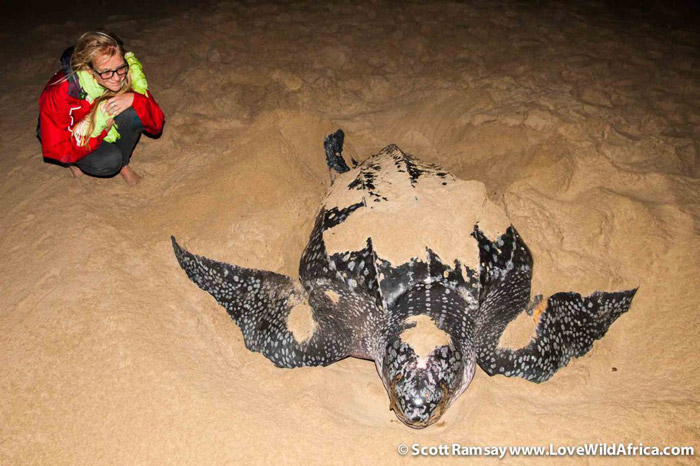Leatherback turtle in iSimangaliso
