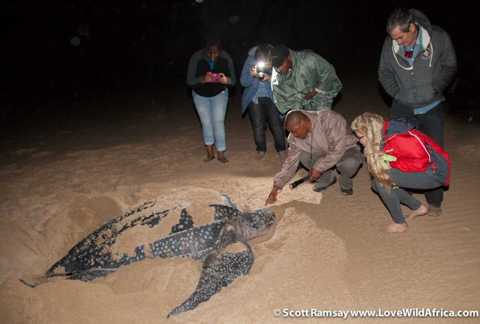 Leatherback turtle laying eggs in iSimangaliso