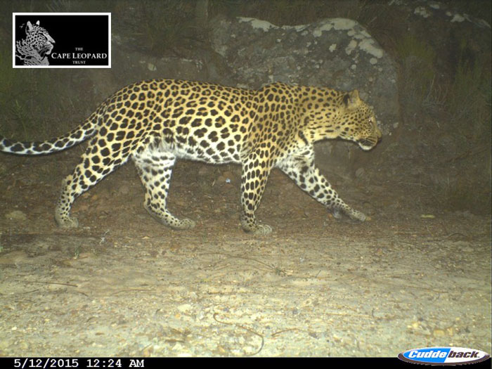 leopards camera trap