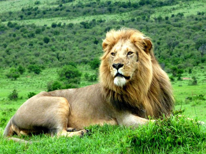 lion-mara