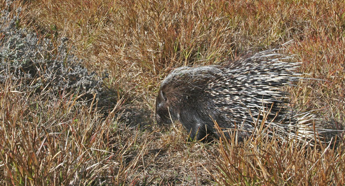 porcupine release cape