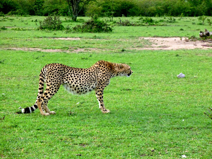 pregnant cheetah