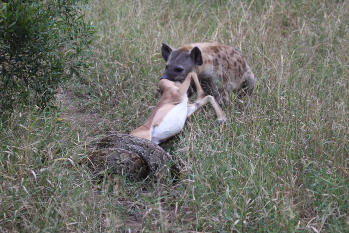 http://africageographic.com/wp-content/uploads/2015/05/python-hyena-impala-kill.jpg
