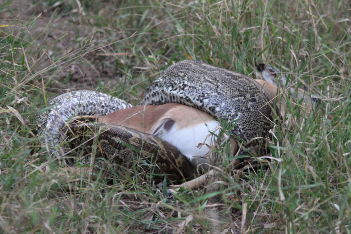 http://africageographic.com/wp-content/uploads/2015/05/python-impala-kill.jpg