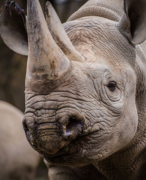 Rhino horns worth $1m confiscated in Vietnam - Africa Geographic