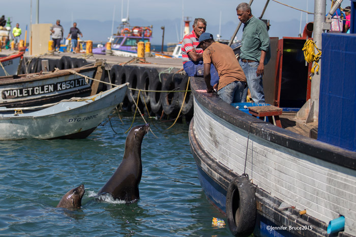 Strained relationship between seals and fishermen