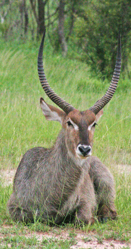 African Waterbuck