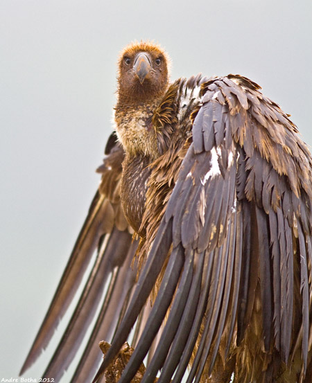 African white-backed vulture stares
