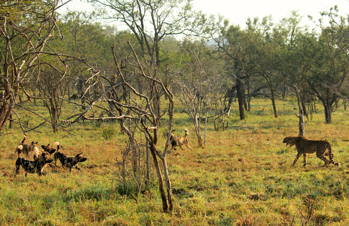 Wild dogs close in on cheetahs