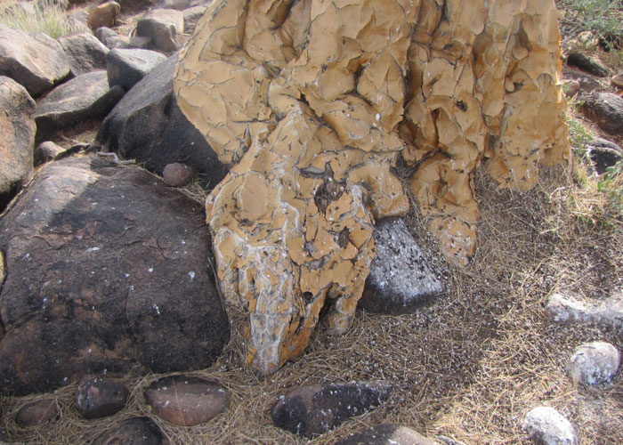 The base of a quiver tree, a living fossil, resembling the foot of a dinosaur