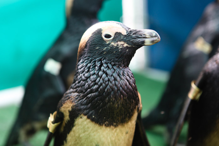 african penguin oil spill