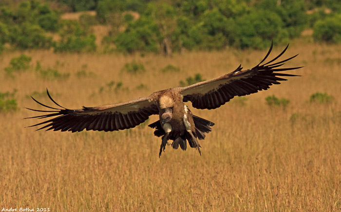 African white-backed vulture soars