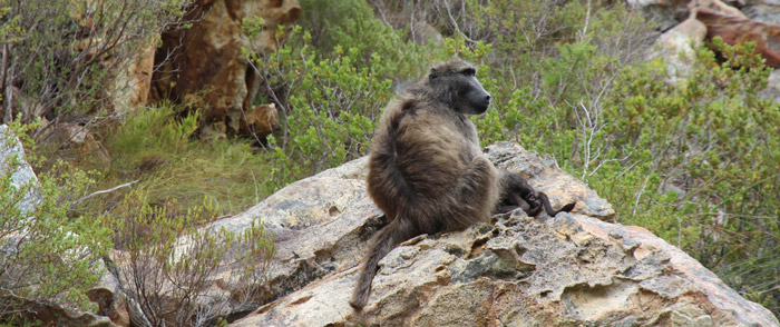 Baboon in Kogelberg Nature Reserve