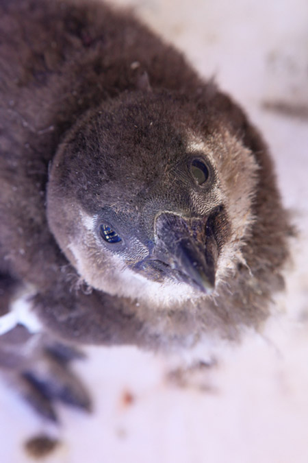 baby-african-penguin