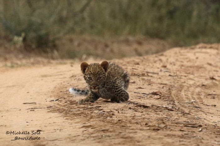 A little leopard cub in the road