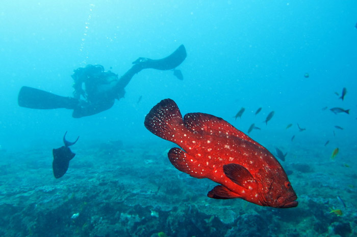 Five top dive sites in South Africa - Africa Geographic