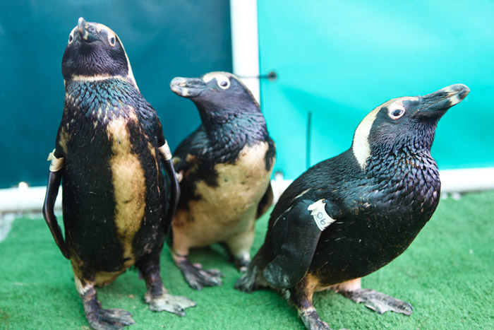 endangered african penguin oil spill