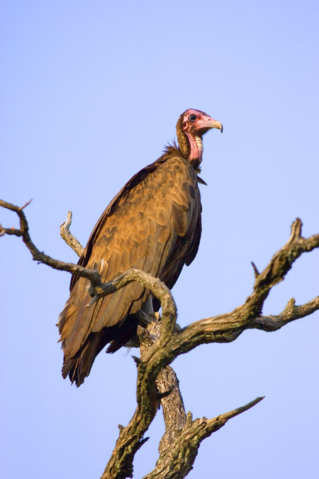 Hooded vulture perches