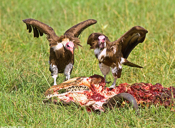 Hooded vultures vital to curb spread of disease