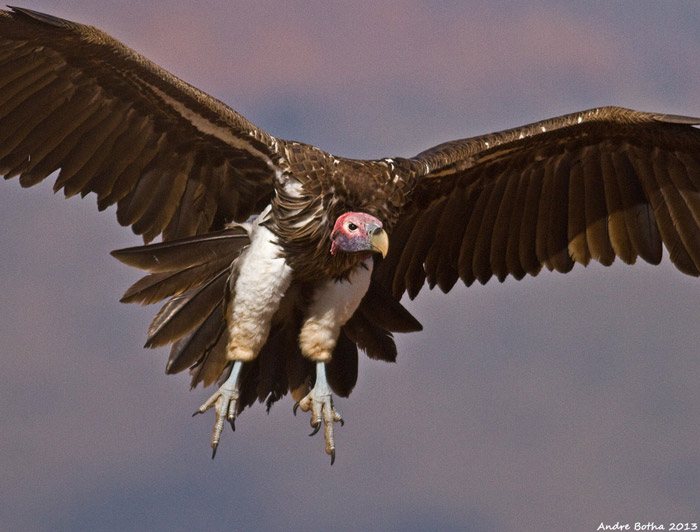 Lappet-faced vulture soars over Mockford Farm