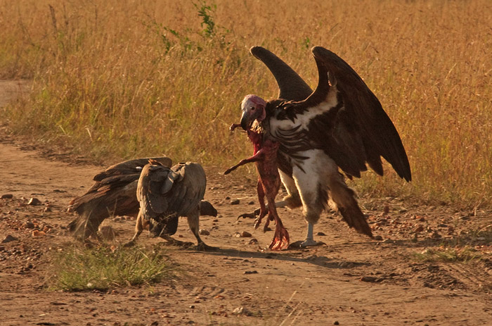 Lappet-faced vultures scavenging