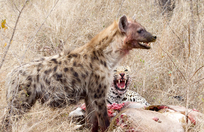 leopard-hyena-kudu