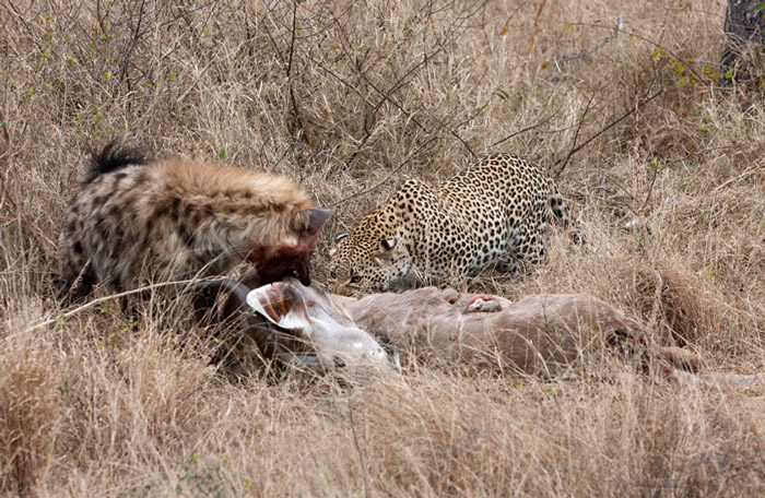 leopard-kill-hyena