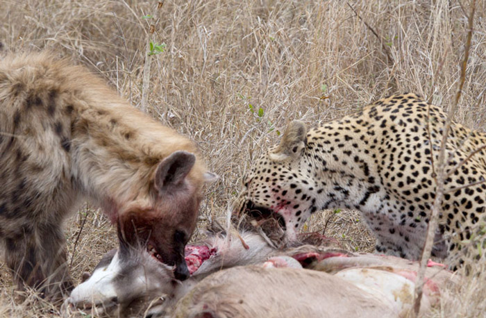 leopard-spotted-hyena-kruger-region