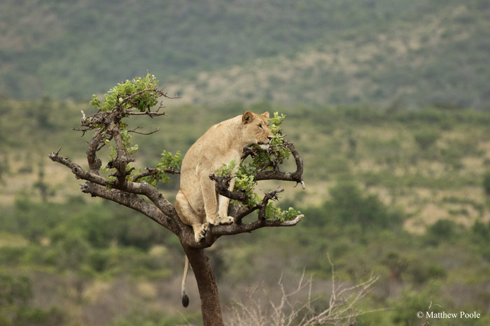 © Matthew Poole/ African Parks
