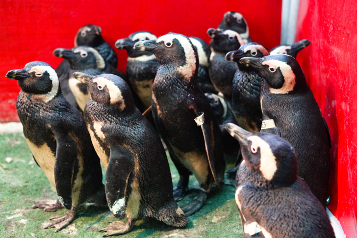 oil spill penguins
