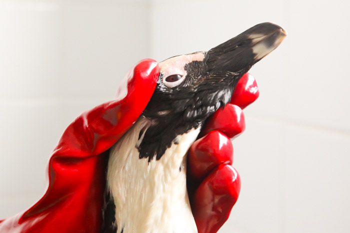 penguin-oil-spill-st-francis