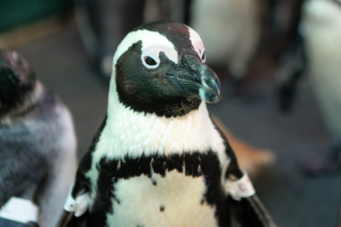 penguin-oil-spill