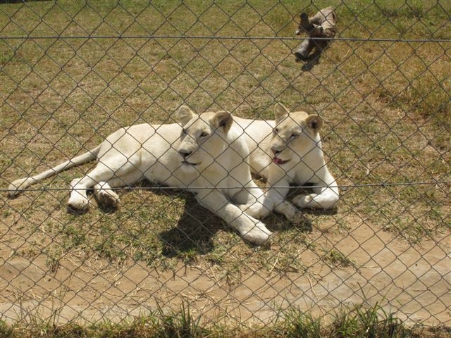 Captive Lions
