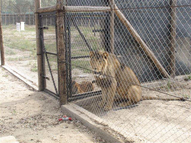 Captive Lions 