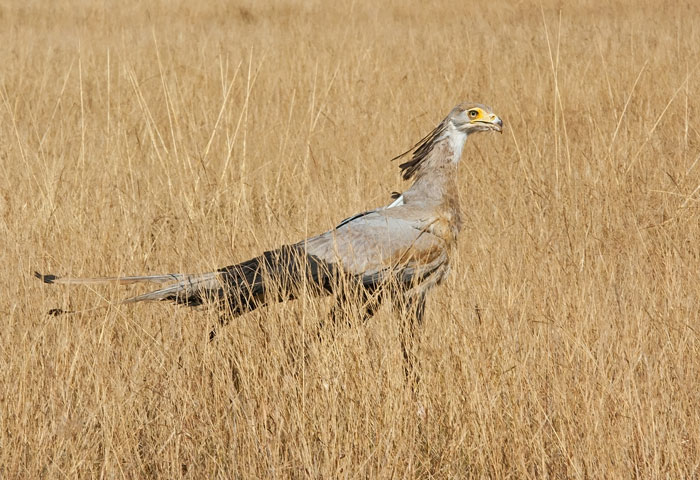 The secretarybird shortly after release.