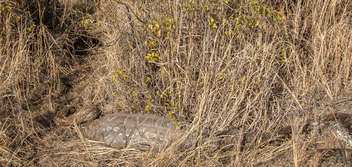 african-rock-python-madikwe-game-reserve