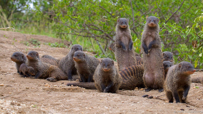 Female mongooses risk injury for good genes for their offspring