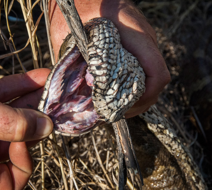 corlette-wessels-dead-python-in-madikwe