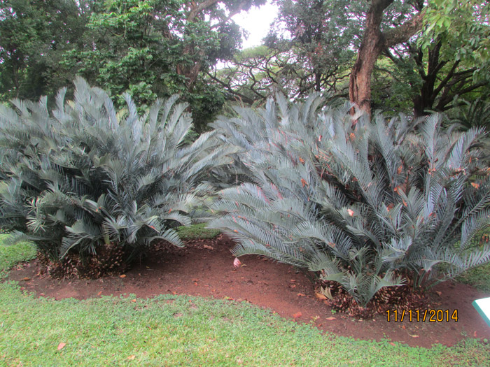 Protected cycads