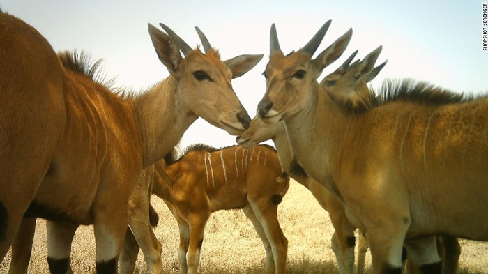 eland-antelope