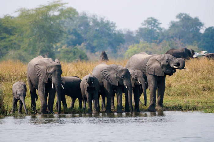 © Central African Wilderness Safaris/ African Parks 