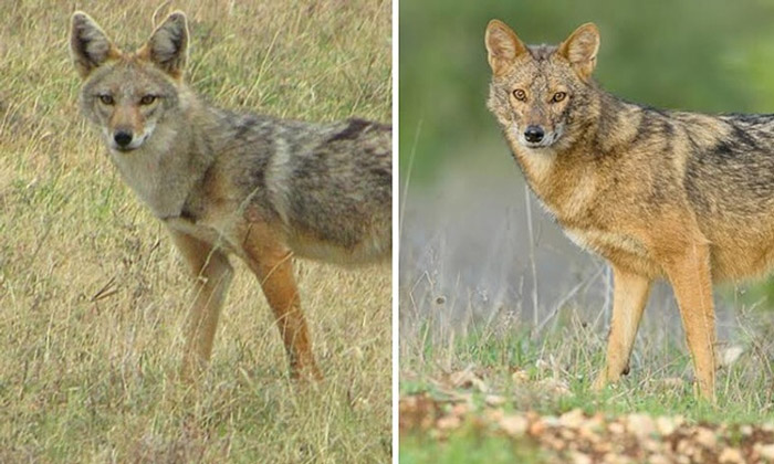 Same or different? The African golden wolf, Canis anthus (left) and Eurasian golden jackal, C. aureus (right), were originally thought to be the same species, formerly known as the golden jackal. © D. Gordon E. Robertson, and Yaki Zander/Klaus-Peter Koepfli & John Pollinger et al./Current Biology 2015