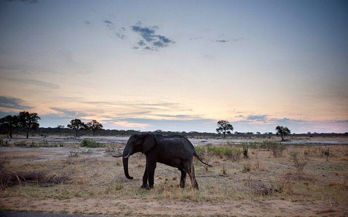 An African elephant in Hwange National Park, Zimbabwe. © AFP
