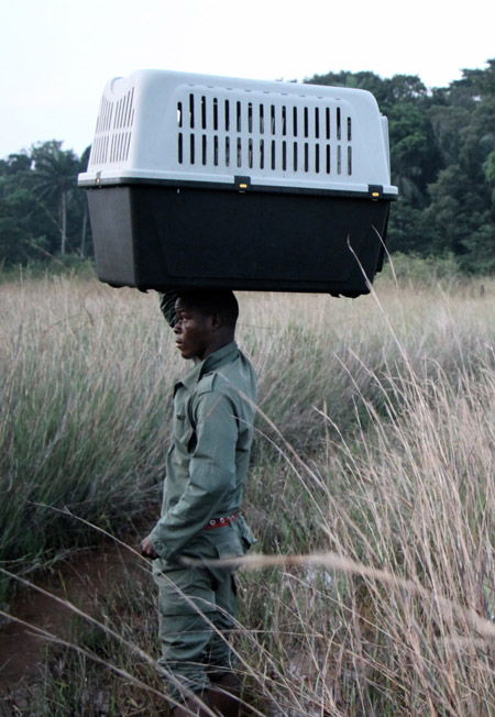 A ranger at the Tchimpounga Chimpanzee Sanctuary near Pointe-Noire carries a cage housing four tree pangolins, confiscated at the roadblocks, shortly before their release.