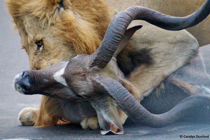 kudu-lion-kill.jpg