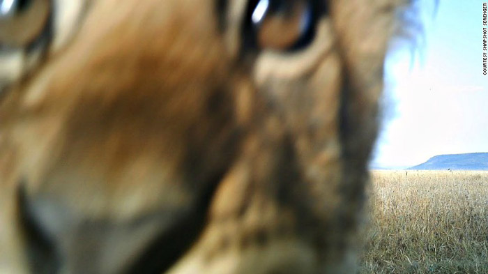 lion-close-up-selfie